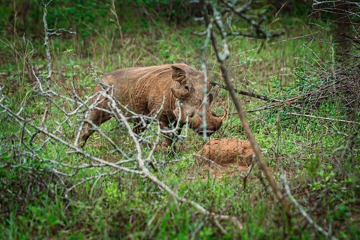 1-Day Safari to Akagera National Park with Big Five Adventure