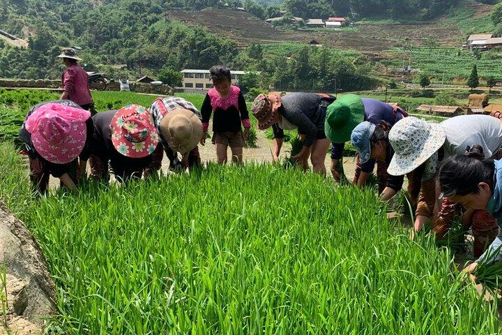 Sapa Trekking Tour to Y Linh Ho & Lao Chai with Local Guide