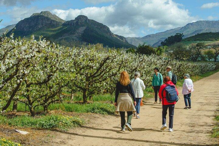 Franschhoek Wine Walk with Lunch