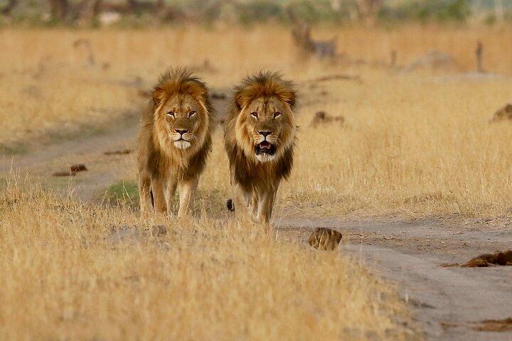 5-Day Ultimate Triple Country Safari: Zimbabwe, Zambia & Botswana