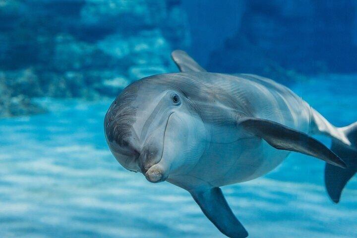 Dolphin HouseTrip & Snorkeling Excursion in Hurghada