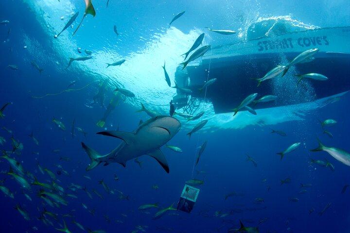Nassau Shore Excursion: Bahamas Snorkel Adventure