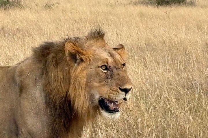 1 Day Akagera National Park Safari experience