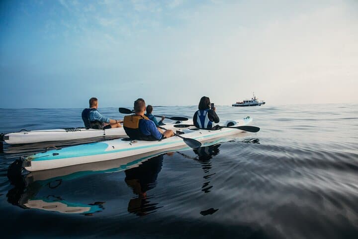 Dolphin kayaking tours Cape Town marine excursion