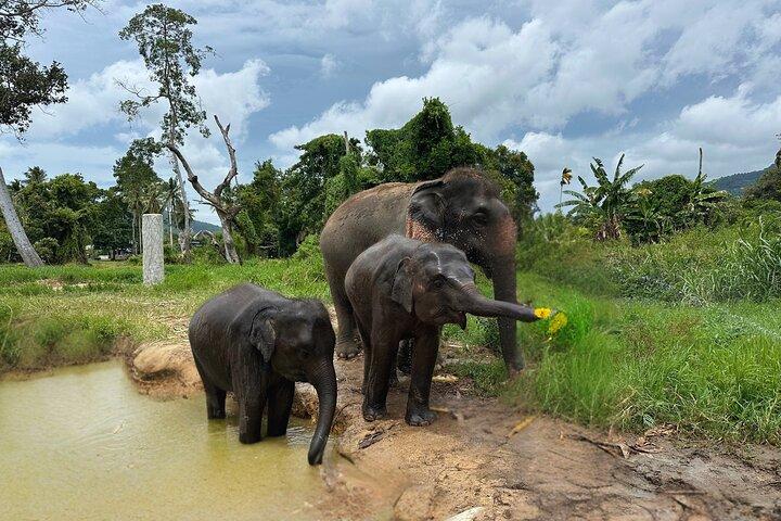 Army Jeep Jungle Safari and Elephant Freedom Rescue Centre Tour