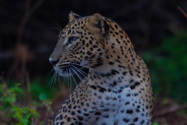 Ella to Galle Shuttle & Yala Safari Drive with Breakfast