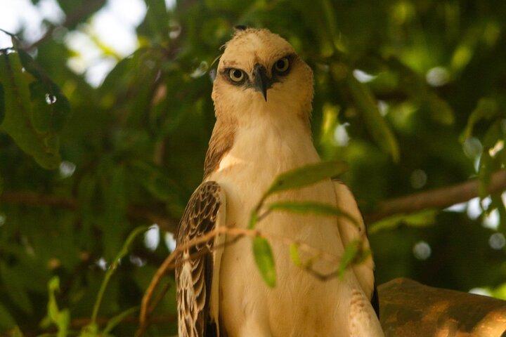 Ella to Galle Shuttle & Yala Safari Drive with Breakfast