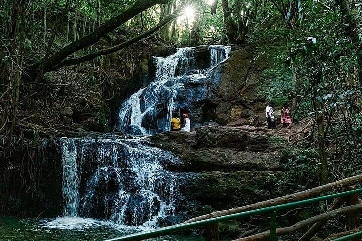 Karura Forest and Fairview Coffee Farm Private Day Tour