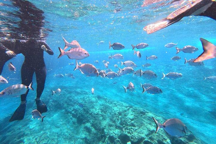 Snorkeling Tour Ilhéu from Vila Franca do Campo