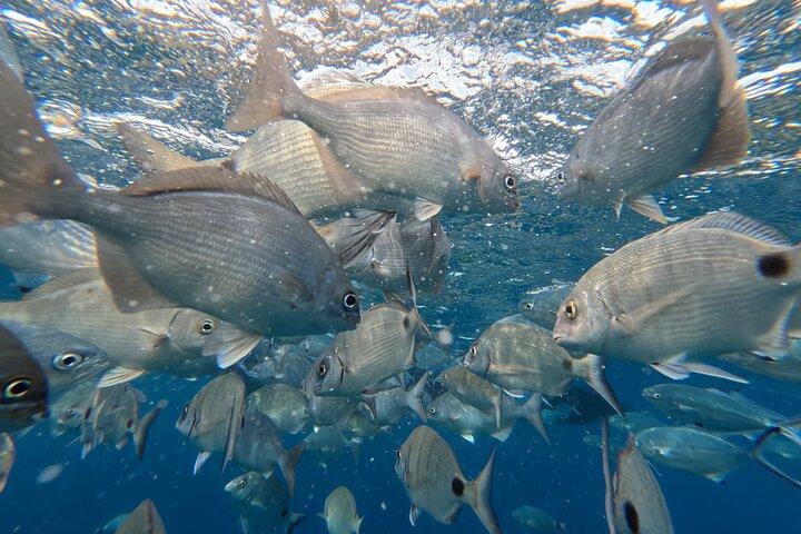 Snorkeling Tour Ilhéu from Vila Franca do Campo