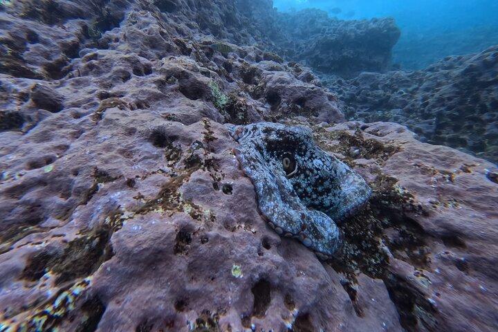 Snorkeling Tour Ilhéu from Vila Franca do Campo