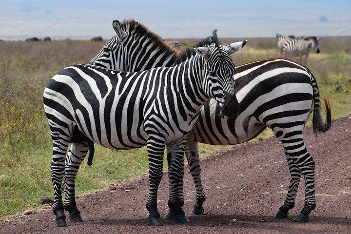5 Days Mid Range Safari in Tanzania Tarangire and Serengeti