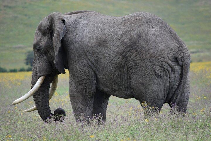 4 Day Camping Safari Adventure in Arusha