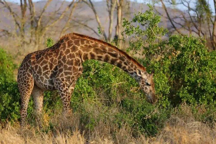 Private overnight To Saltlick Safari Lodge From Mombasa