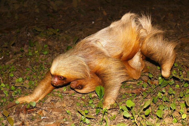 Night walk and search for tarantula sloths