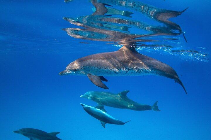 Dolphin House Snorkeling VIP Boat Trip & Lunch / Hurghada