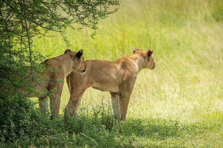 3-Days Mikumi Safari adventure from Zanzibar
