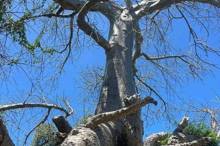 Safari Blue Excursion Full Day with Lunch