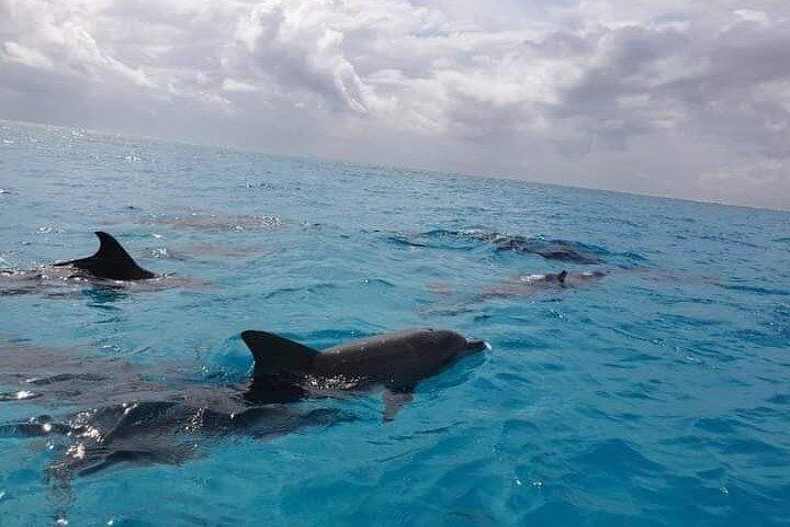 Mnemba Island Dolphin and Snorkeling Tour
