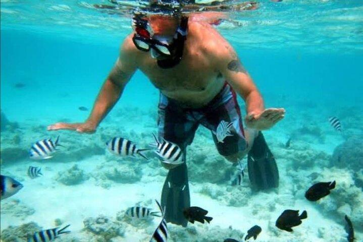 Mnemba Island Dolphin and Snorkeling Tour