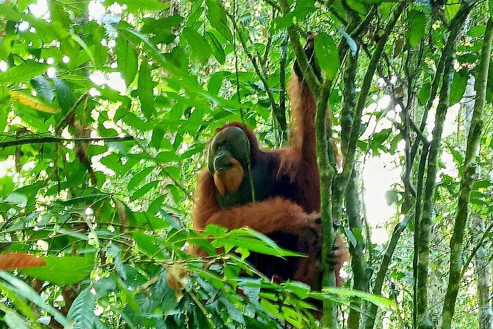 Jungle trekking Bukitlawang