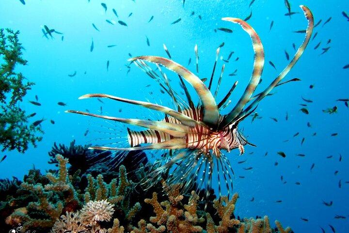 Semi Submarine Tour with Snorkeling from Hurghada and El Gouna