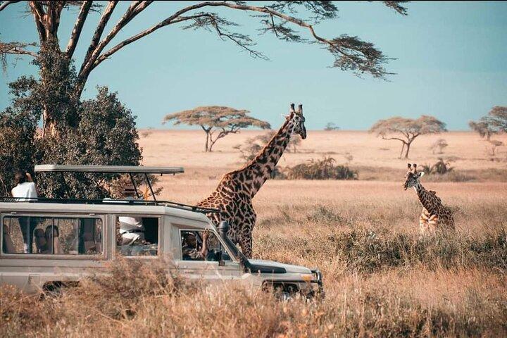 1-Day Mikumi National Park Safari from Zanzibar