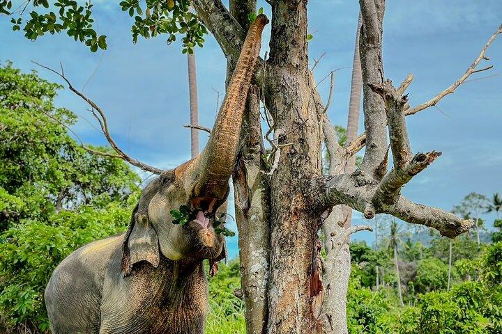 Koh Samui Elephant Sanctuary and Island Life Experience