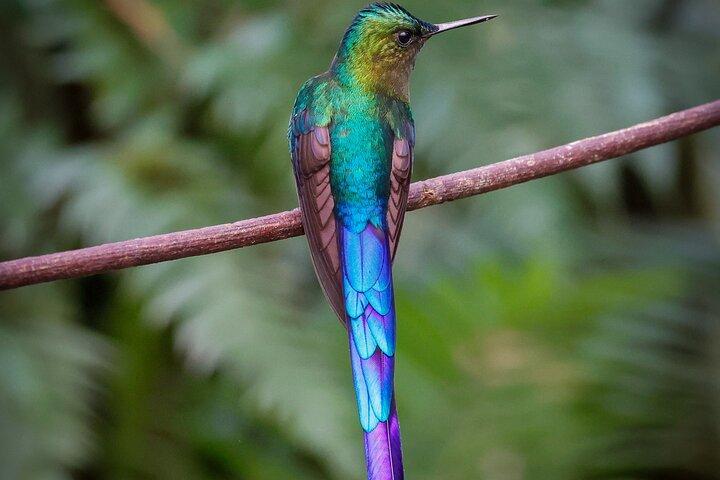 Mindo Cloud Forest Guided Private Tour with Three Fees Included