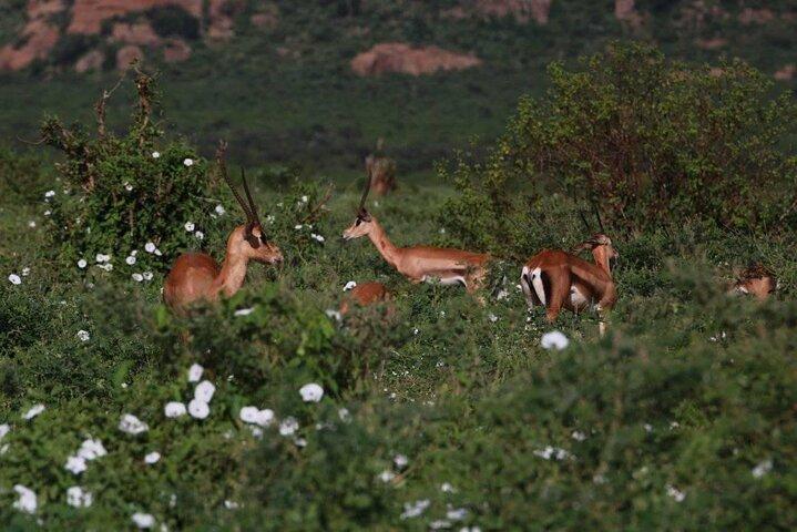 Tsavo East Full-Day Safari from Mombasa or Diani beach