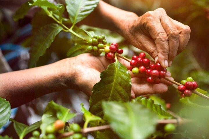 Authentic Arusha Coffee Experience