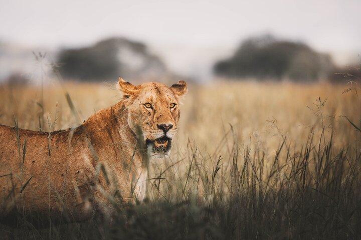 3-Day Tarangire, Ngorongoro & Manyara Shared Safari