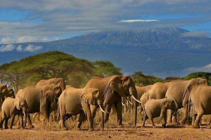 Private Tour to Amboseli National Park