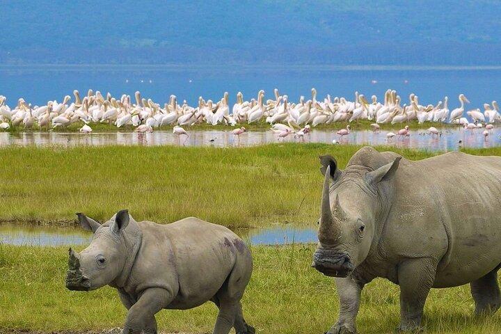Lake Nakuru National Park Day Trip