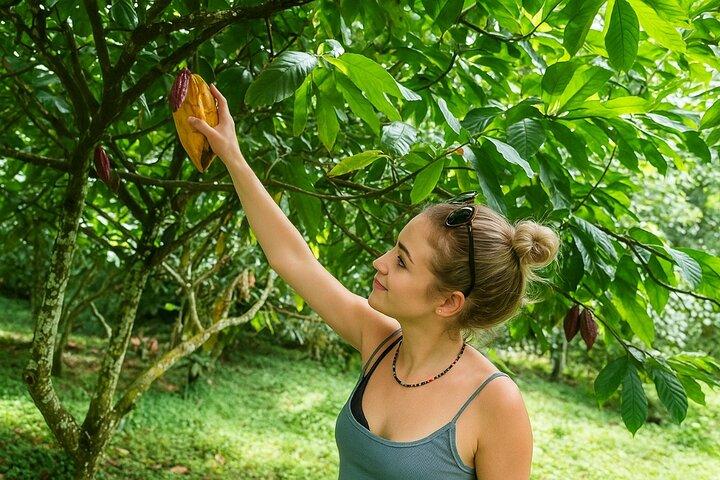 St Lucia Soufriere Private Chocolate Tour