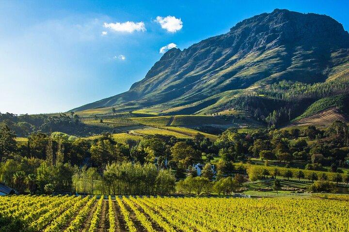Full Day Stellenbosch & Franschhoek Wine Tram Tour