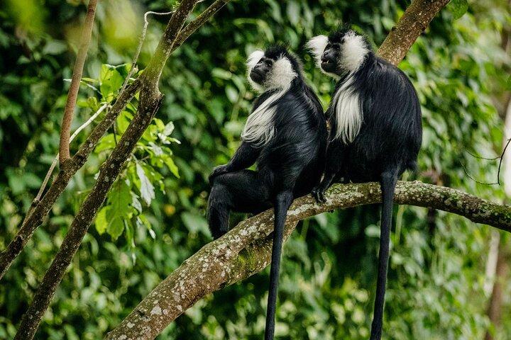 One Day Adventure in Nyungwe Forest, Canopy Walk and Zipline.