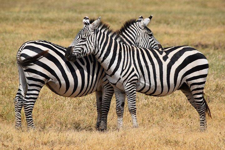 4 Day Camping Safari Adventure in Arusha