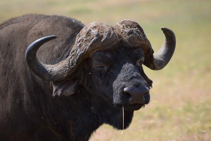 4 Day Camping Safari Adventure in Arusha