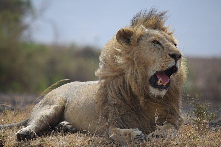 4 Day Camping Safari Adventure in Arusha