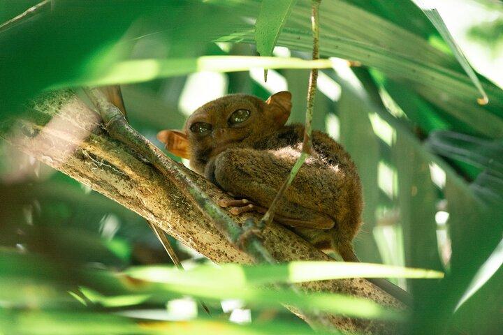 Bohol Day Tour: Chocolate Hills, Tarsiers & Loboc River Buffet