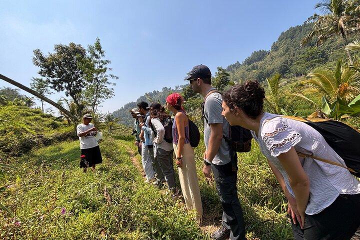 Borobudur Climb Up and Selogriyo Rice Terrace Guided Day Tour