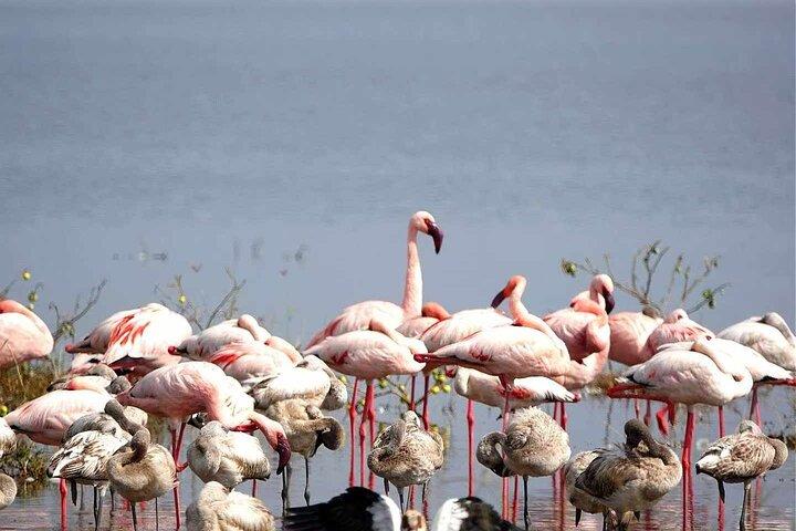 2 Days 1 Night Amboseli Safari
