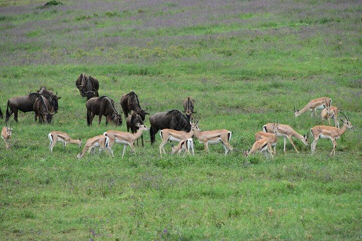 7-Day Camping Safari in Tanzania's Iconic National Parks