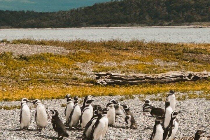 Discover penguins on Martillo Island in the Beagle Channel & more