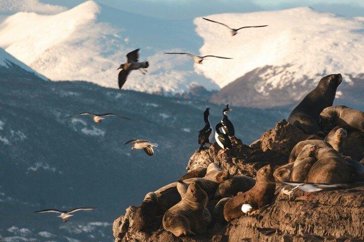Discover penguins on Martillo Island in the Beagle Channel & more