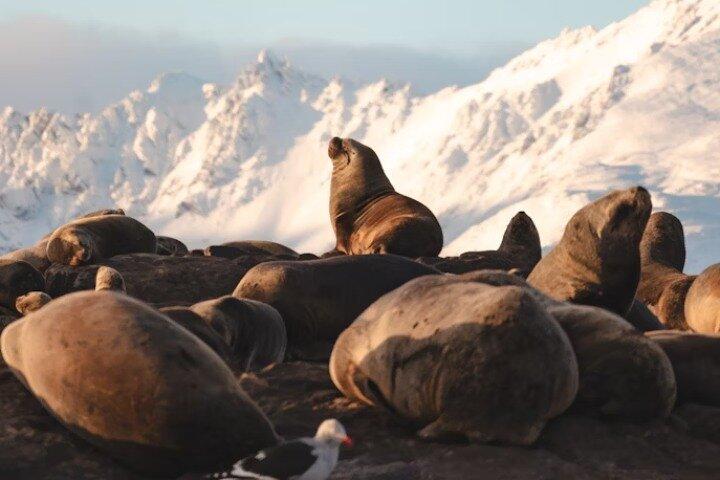 Discover penguins on Martillo Island in the Beagle Channel & more