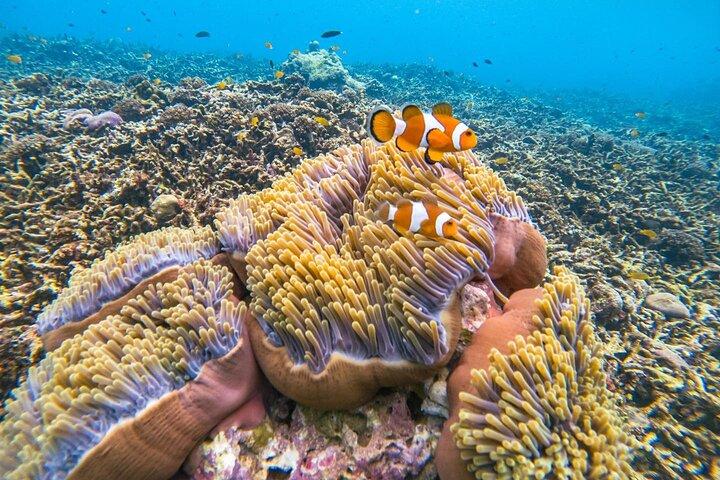 Surin Islands Stunning Reef Tour by Catamaran from Phuket