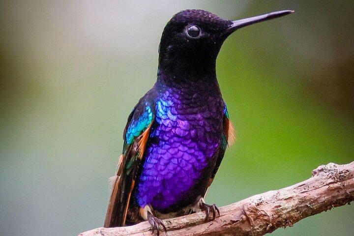 Mindo Cloud Forest Guided Private Tour with Three Fees Included