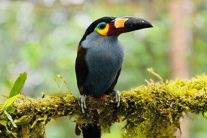 Mindo Cloud Forest Guided Private Tour with Three Fees Included